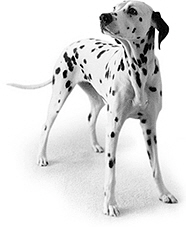 DALMATIAN